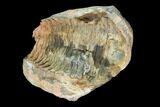 Fossil Calymene Trilobite Nodule (Pos/Neg) - Morocco #100009-1